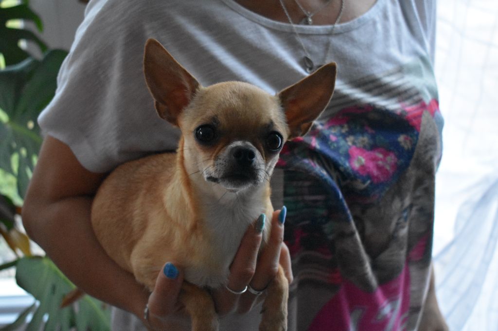 Les Chihuahua de l'affixe Du Pré Foueux