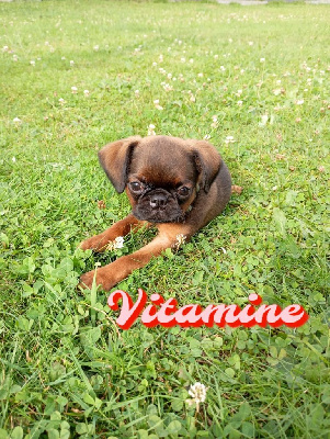 Vitamine