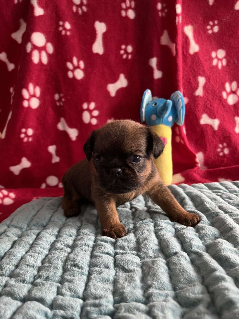 Du Pré Foueux - Petit Brabançon - Portée née le 07/11/2022