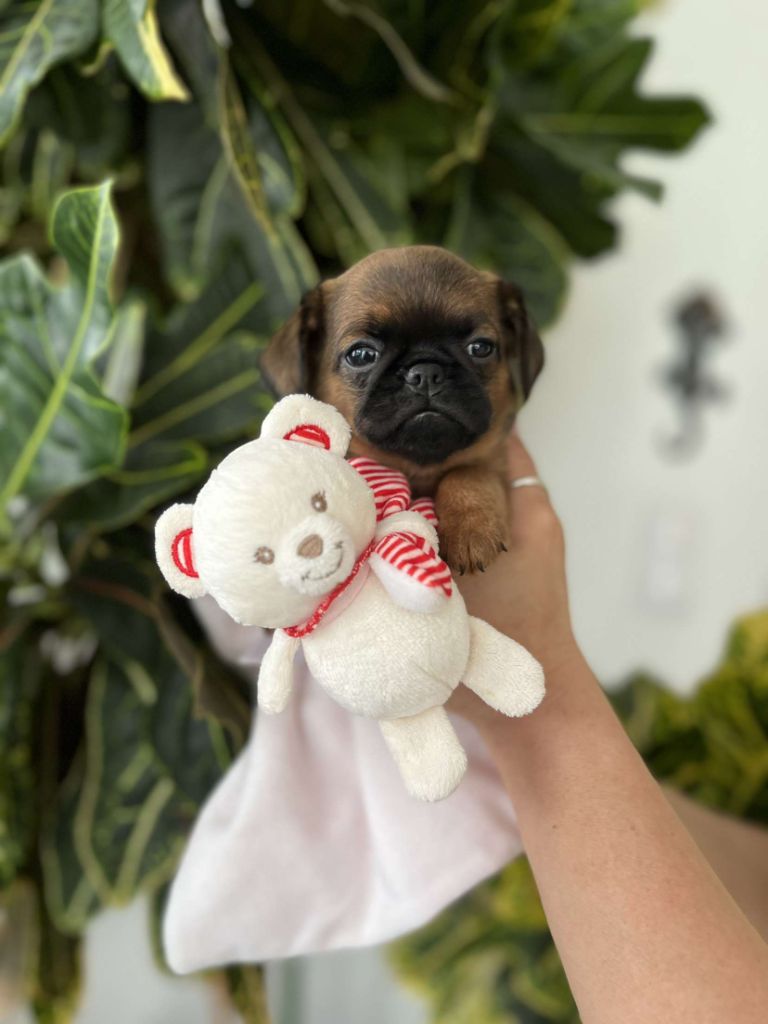 Du Pré Foueux - Chiots disponibles - Petit Brabançon