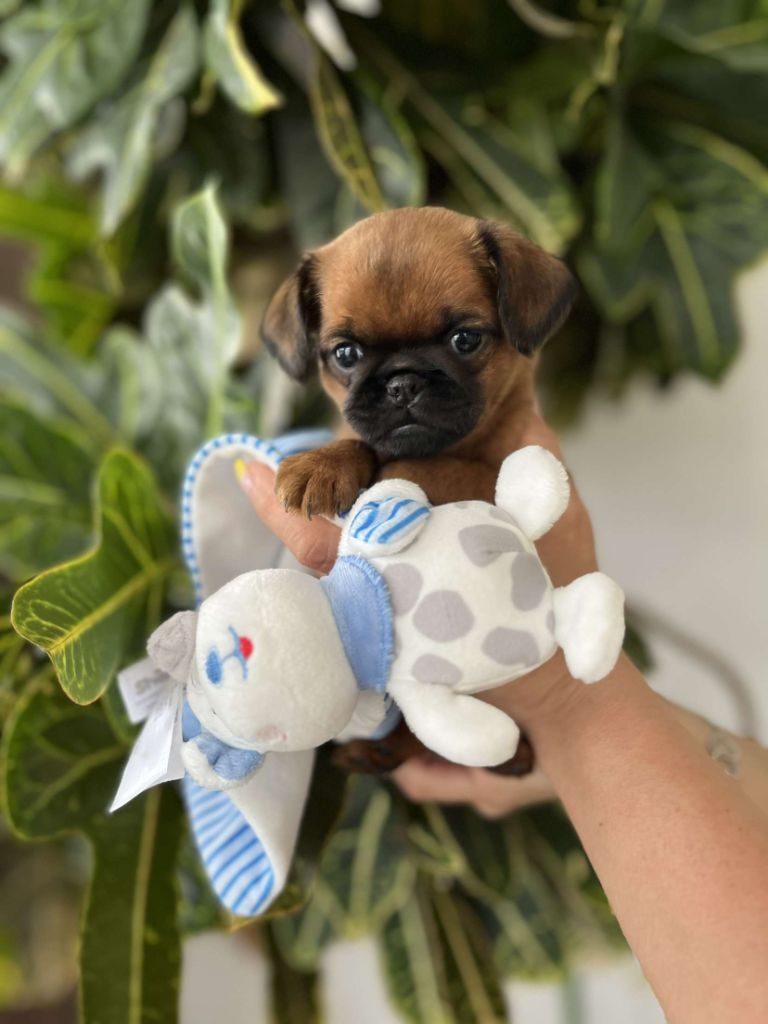 Du Pré Foueux - Chiots disponibles - Petit Brabançon